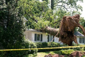 Image for Livingston County Tree Pros with ID of: 3434481
