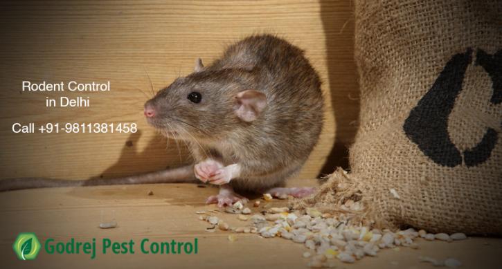 Image for Are you looking for Rodent control in Delhi NCR? with ID of: 3436574