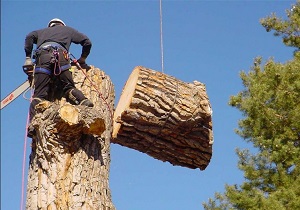Image for Tree Service York PA with ID of: 3438186