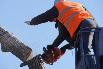 Image for Tree Cutting And Trimming Bronx with ID of: 3439910
