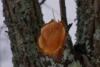 Image for Tree Cutting And Trimming Bronx with ID of: 3439926