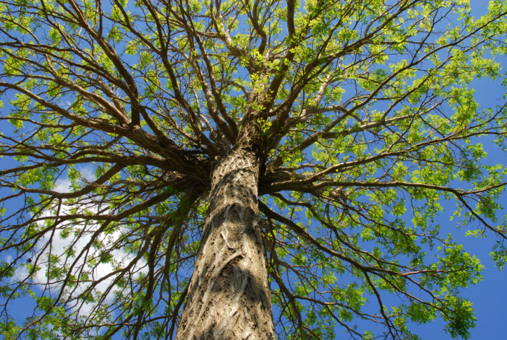 Image for Special Ops Tree Service with ID of: 3443730