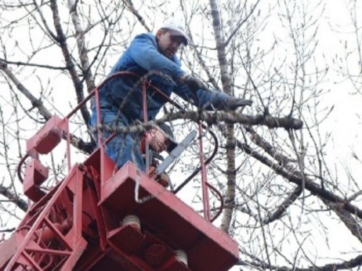 Image for Tree Removal Service Bronx with ID of: 3443809