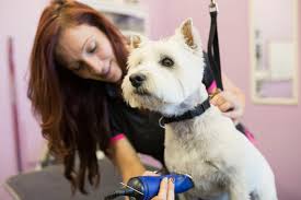 Image for Pet Grooming Hialeah with ID of: 3444166