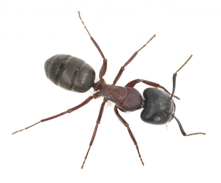 Image for Pest Home Defense with ID of: 3444244