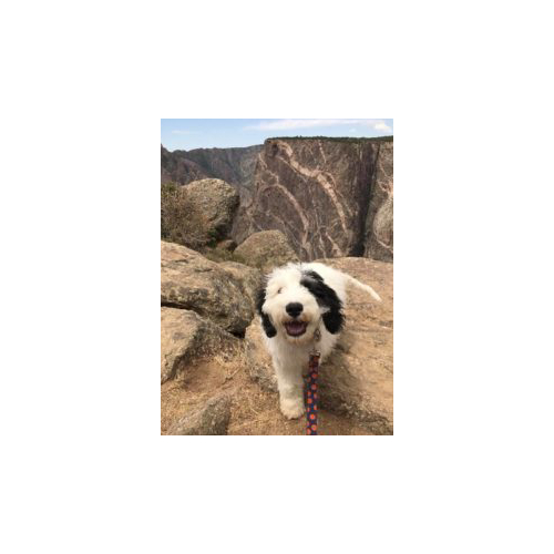 Image for Micro Sheepadoodle for Sale in Colorado | Open Range Pups with ID of: 3446724
