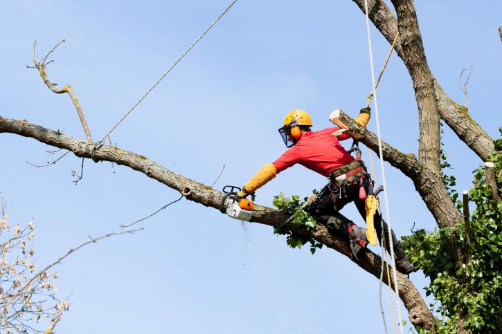 Image for Tree Removal Service NYC with ID of: 3447036