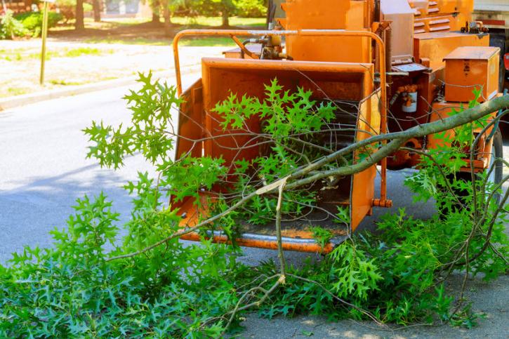 Image for Tree Removal Service NYC with ID of: 3447041