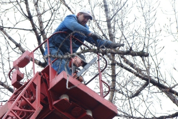 Image for Tree Removal Service NYC with ID of: 3447044