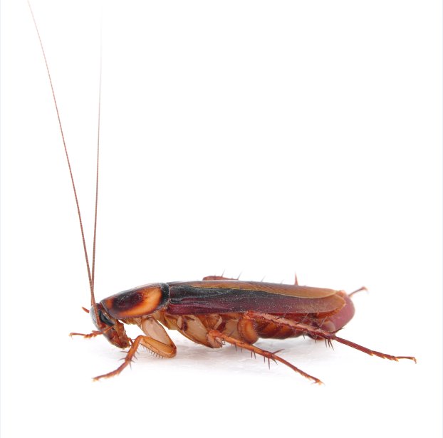Image for Newark Pest Control Pros with ID of: 3447662