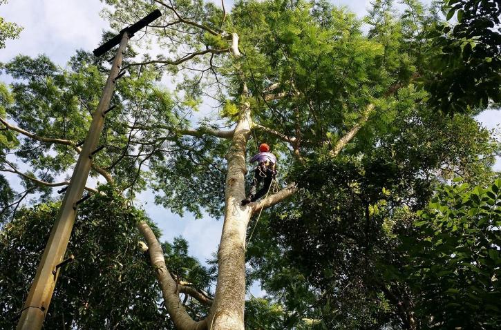 Image for Diversified Tree Company with ID of: 3448415