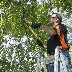 Image for Diversified Tree Company with ID of: 3448416