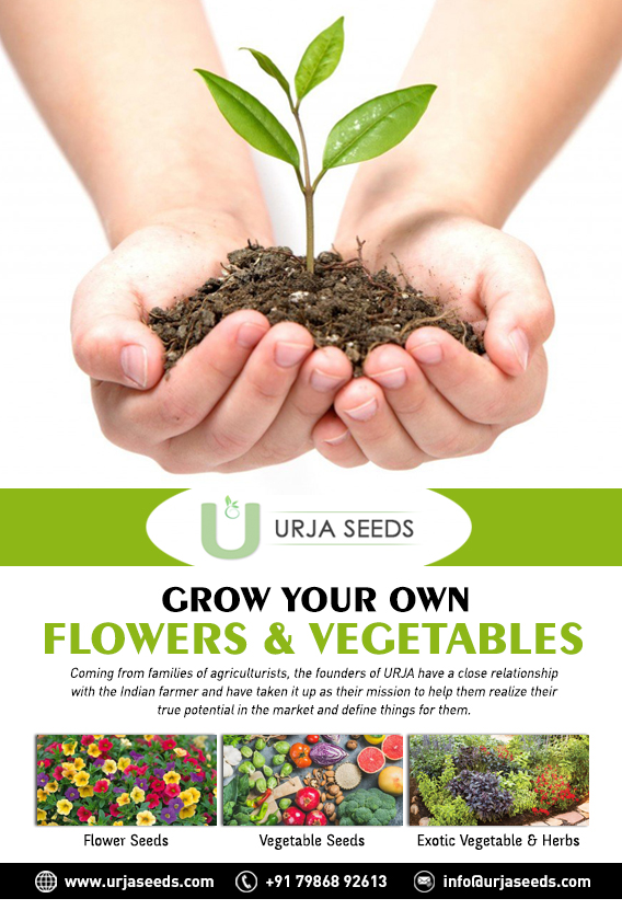 Image for Agriculture Seeds with ID of: 3449758