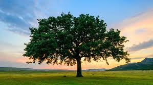 Image for Tree Ibrahim khan service with ID of: 3452736