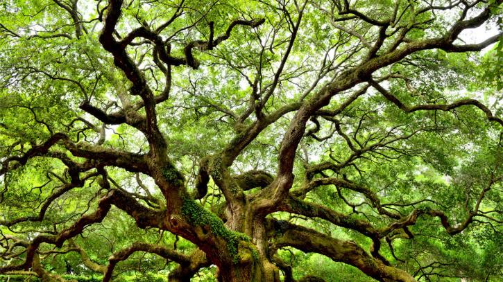 Image for Tree Ibrahim khan service with ID of: 3452737