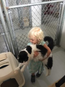 Image for Transport Pets with ID of: 3457754