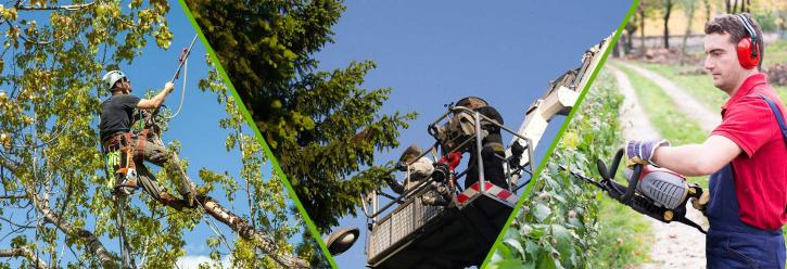 Image for DTS Tree Removal with ID of: 3458390