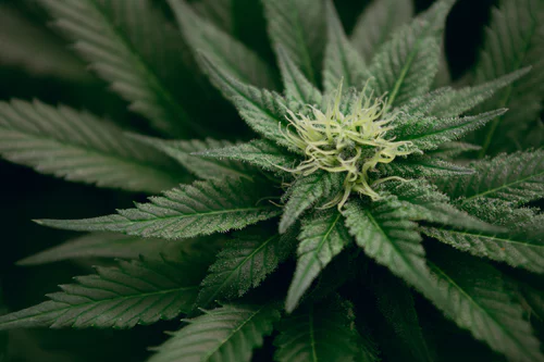 Image for Why the Hemp Industry Will Continue to Soar with ID of: 3459827