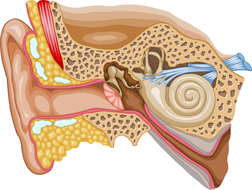 Image for ENT Doctor & Hearing Specialists with ID of: 3461716