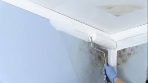 Image for Mold Killing Primer in Ottawa, Canada with ID of: 3462701