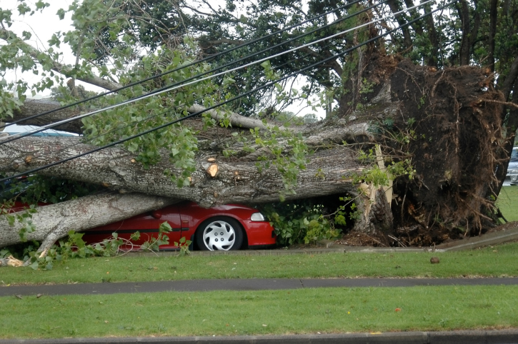 Image for Southern Tree and Lawn with ID of: 3463985