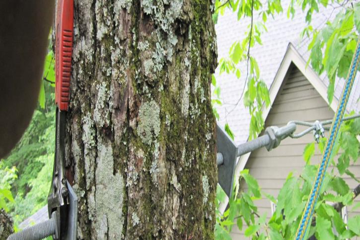 Image for David's Tree Services with ID of: 3467036