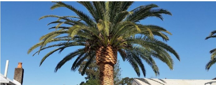 Image for Pretoria Tree Surgeons with ID of: 3467337