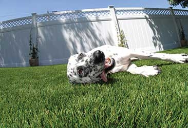 Image for Ideal Turf Dallas with ID of: 3467499