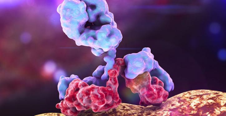 Image for anti cd19 with ID of: 3470141