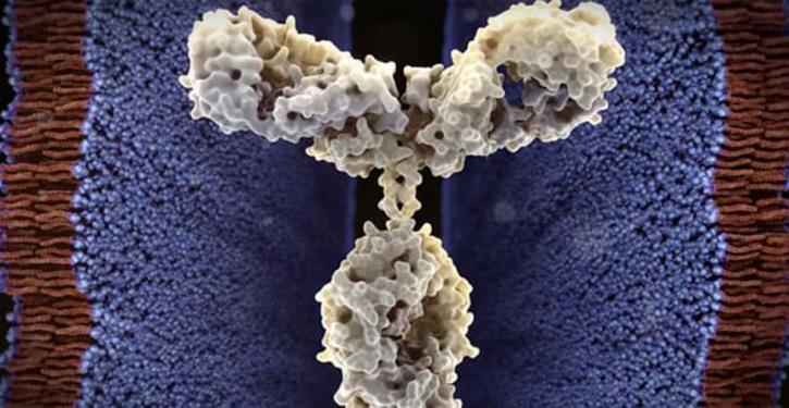 Image for commercial antibodies with ID of: 3470177