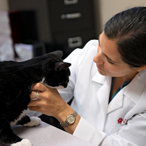 Image for Chesapeake Veterinary Cardiology Associates with ID of: 3475300
