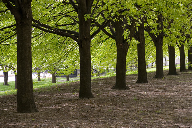 Image for fiverr home tree ca with ID of: 3475368