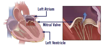 Image for Chesapeake Veterinary Cardiology Associates with ID of: 3475409