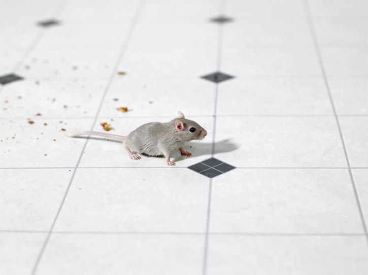 Image for Robert Sleigh's Animal Issues with ID of: 3476593