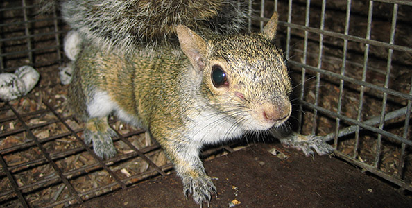 Image for Use Squirrel Traps to Prevent Squirrel Entry with ID of: 3477120