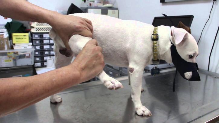 Image for Canine Arthritis Market Study By Treatment Type, Drug Class & Top Key Players - B Natural, DVM Pharmaceuticals, K9 Nutra, Liquid Health, Inc. with ID of: 3478479