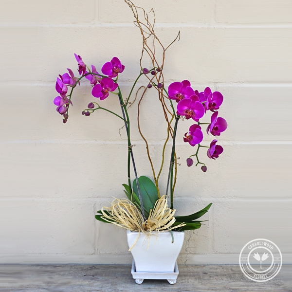 Image for Carrollwood Florist with ID of: 3478631