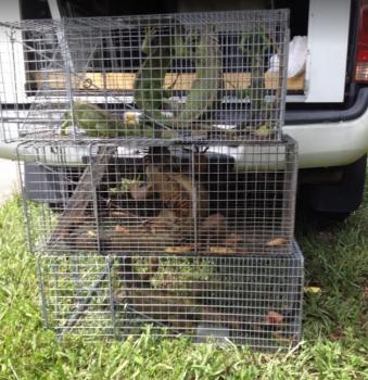 Image for Wildlife Removal Services with ID of: 3481837