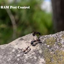 Image for RAM Pest Control with ID of: 3482869