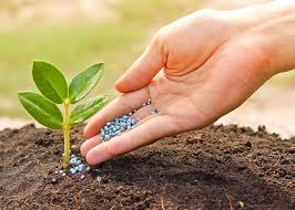 Image for Organic Fertilizer Market Study By Source, Application & Top Key Players - BioSTAR Organics, California Organic Fertilizers Inc., ILSA S.p.A, Italpollina spa, Purely Organics LLC with ID of: 3485872
