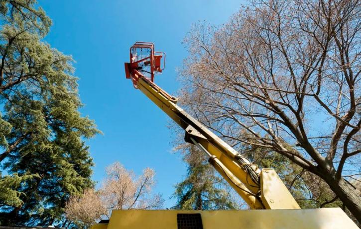 Image for Pro Tree Service of Savannah with ID of: 3487754