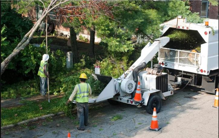 Image for Pro Tree Service of Savannah with ID of: 3487757