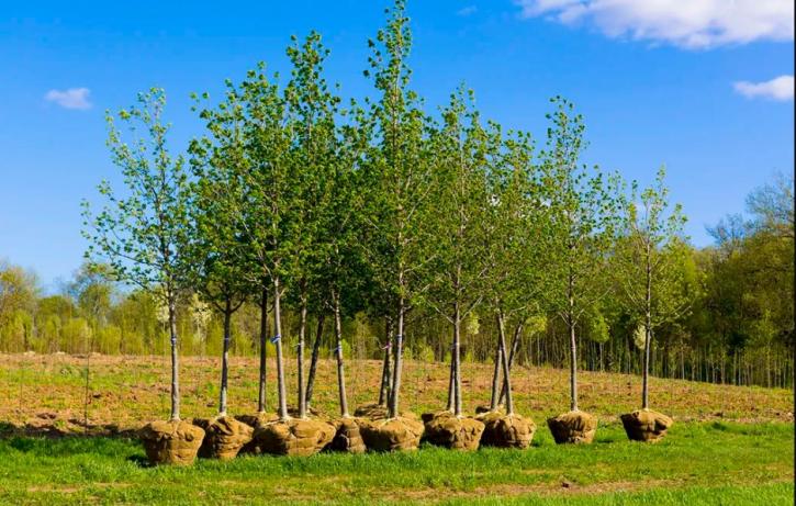 Image for Pro Tree Service of Savannah with ID of: 3487758
