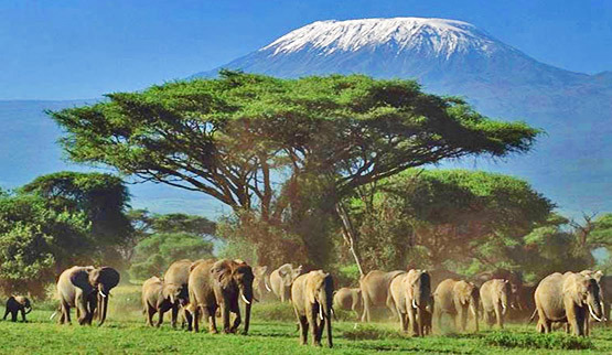 Image for Kenya Safari Holidays with ID of: 3488087