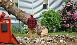 Image for Quincy Tree Service with ID of: 3491737
