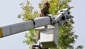 Image for Quincy Tree Service with ID of: 3491738