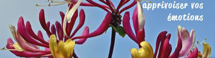 Image for Synergie Fleurs De Bach with ID of: 3491960