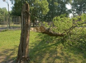 Image for Pueblo Tree Pros with ID of: 3492910