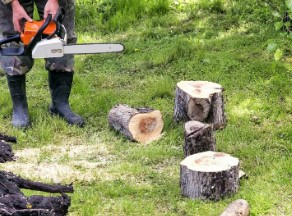 Image for Pueblo Tree Pros with ID of: 3492915