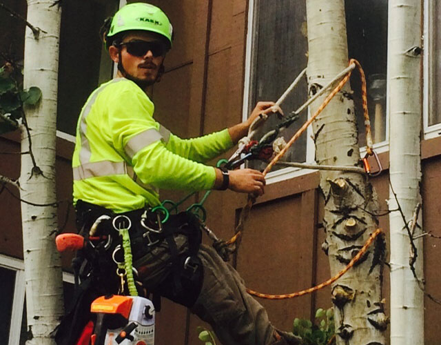 Image for Low Stump Tree Service with ID of: 3495531